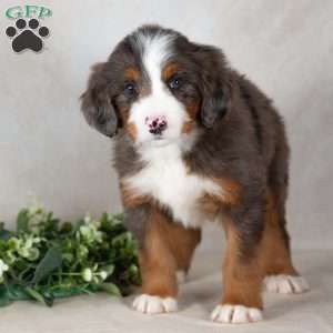 Shadow, Bernedoodle Puppy